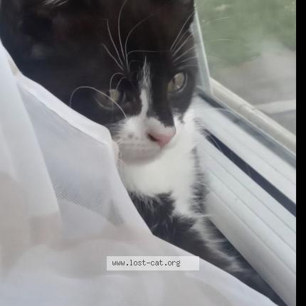 Photo 1/1 Molly Chat lost in Ny