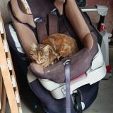 Picture of cat found at Montbrison