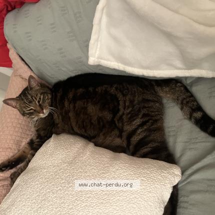 Photo 1/1 Cat reunited Found in Asnieres sur seine