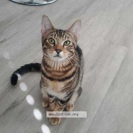 Photo 1/1 Reunited cat Lost in Fort Worth