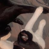 Picture of cat lost at Wilsonville