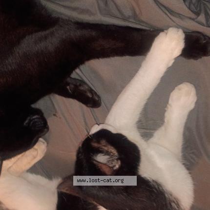 Photo 1/1 Jacob S Nickerson Chat lost in Wilsonville