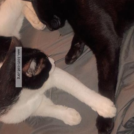 Photo 1/1 Jacob S Nickerson Cat lost in Wilsonville