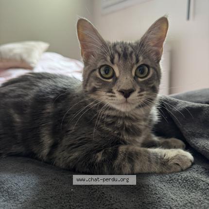 Photo 1/1 MOWGLI Chat lost in Toulouse