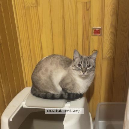 Photo 1/1 Caramelle Chat lost in Nimes