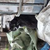 Picture of cat found at St Mesmin