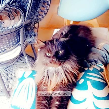 Photo 1/1 REBEL Chat lost in Livron sur drome