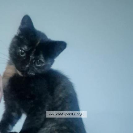 Photo 1/1 Karma Chat lost in Harfleur