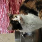 Picture of cat lost at San Bernardino