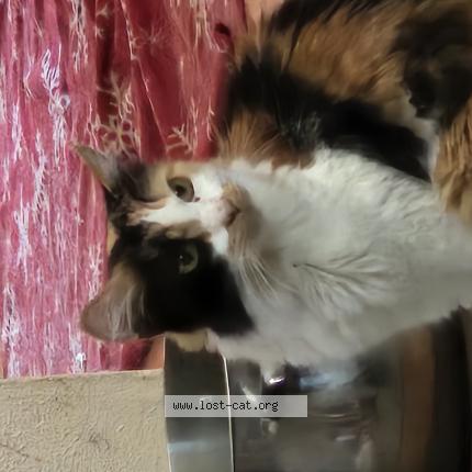 Photo 1/1 Neko Chat lost in San bernardino