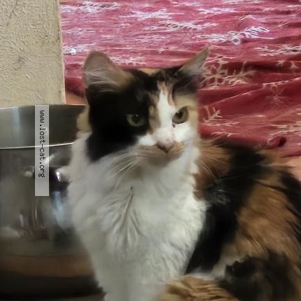 Photo 1/1 Neko Cat lost in San Bernardino
