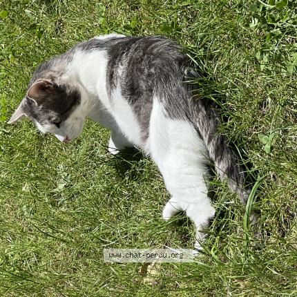 Photo 1/1 Flocon Chat lost in Sainte genevieve