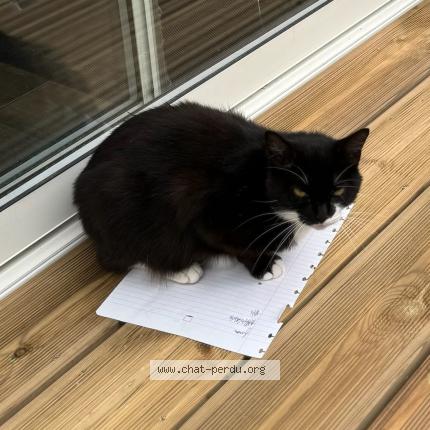 Photo 1/1 Elsa Chat lost in Villenave d ornon