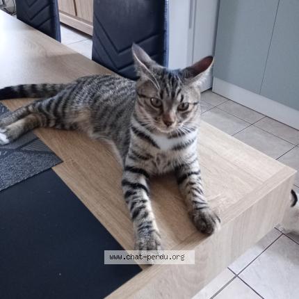 Photo 1/1 Bella Chat lost in Courcelles sur seine