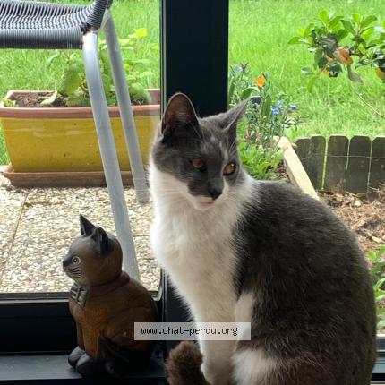 Photo 1/1 Harry Chat lost in Questembert