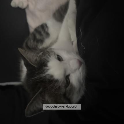 Photo 1/1 Cat reunited Found in Strasbourg