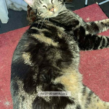 Photo 1/1 Pirate Chat lost in Dugny