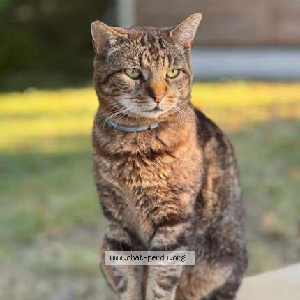 Photo 1/1 Marcus Chat lost in Villiers sur morin