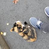 Picture of cat found at Elancourt