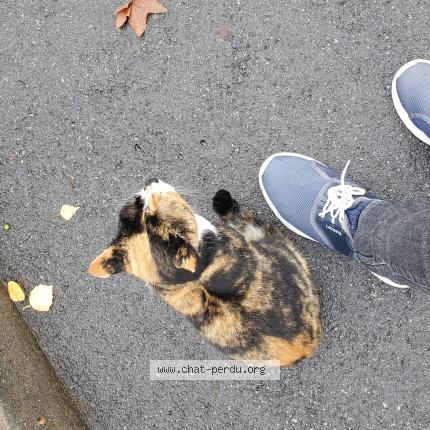 Photo 1/1 Found cat Found in Elancourt