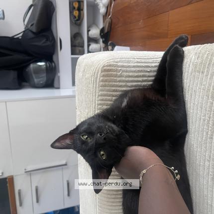 Photo 1/1 VLAD Chat lost in Bois d arcy