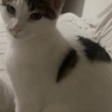 Picture of cat lost at Villefranche Sur Saone