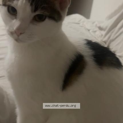 Photo 1/1 Minou Chat lost in Villefranche sur saone