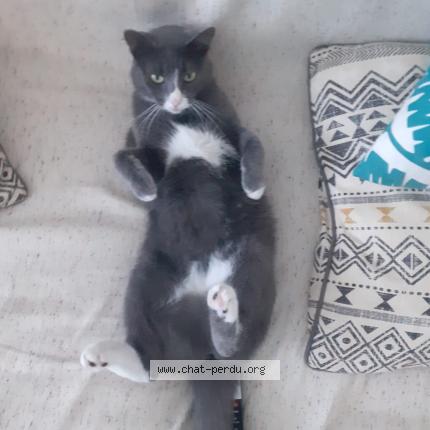 Photo 1/1 Nala Chat lost in Villefontaine