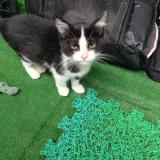 Picture of cat found at Louvres