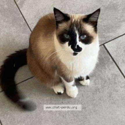 Photo 1/1 Ga&iuml;a Chat lost in Montesquieu des alberes