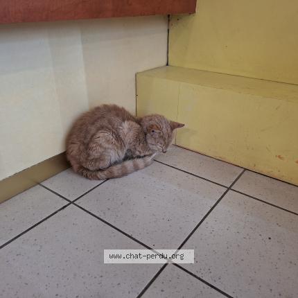 Photo 1/1 Found cat Found in La capelle