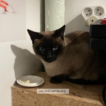 Foto van gevonden kat in Saint Gilles