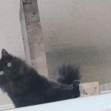 Picture of cat lost at Thaon Les Vosges