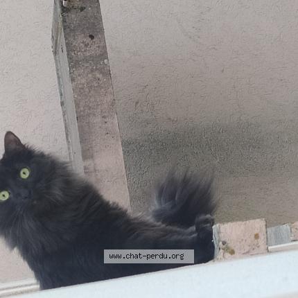 Photo 1/1 Boulette Chat lost in Thaon les vosges