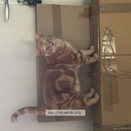 Photo 1/1 Mimine Chat lost in Perros guirec