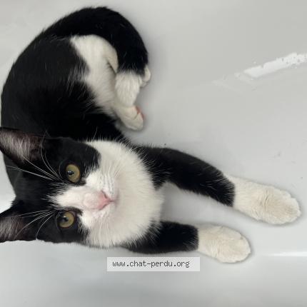 Photo 1/1 Flash Chat lost in Flemalle