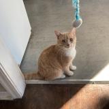 Picture of cat lost at Sherwood Park