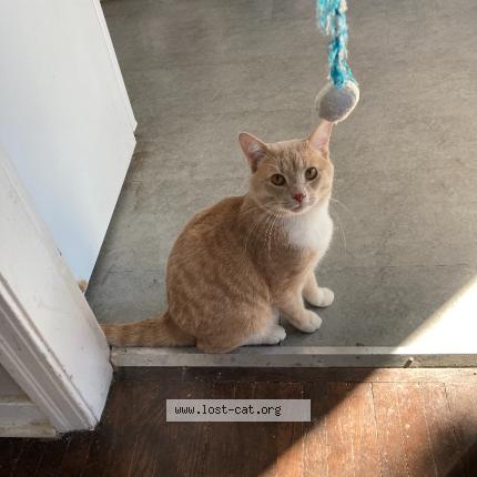 Photo 1/1 Obi Chat lost in Sherwood park