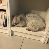 Picture of cat found at Saint Raphael