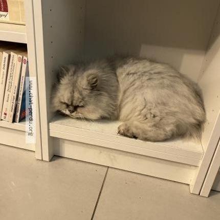 Photo 1/1 Found cat Found in Saint raphael