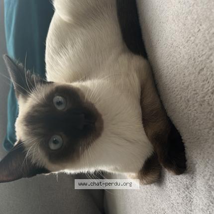 Photo 1/1 Minouch Chat lost in Bruxelles