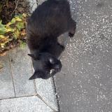 Picture of cat found at Lille