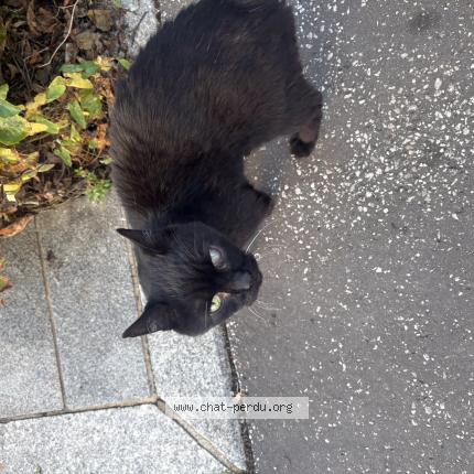 Photo 1/1 Found cat Found in Lille