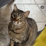 Picture of cat lost at Echirolles