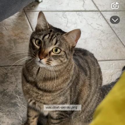 Photo 1/1 Cat reunited Lost in Echirolles