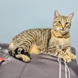 Picture of cat lost at Saint Jean D Illac