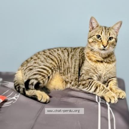 Photo 1/1 Cat reunited Lost in Saint jean d illac