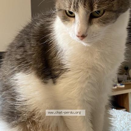 Photo 1/1 Cacahou&egrave;te Chat lost in Dion valmont