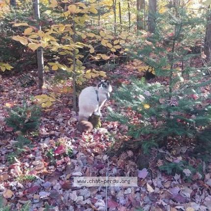 Photo 1/1 Reunited cat Lost in St Jerome