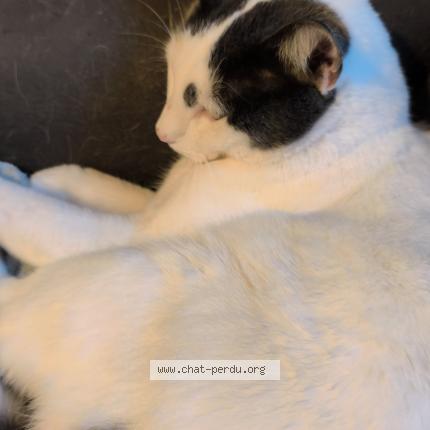 Photo 1/1 Ulysse Chat lost in Besancon